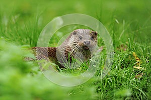 The Eurasian otter Lutra lutra