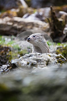 Eurasian otter (Lutra lutra)