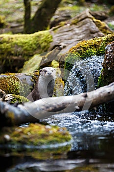 Eurasian otter (Lutra lutra) photo