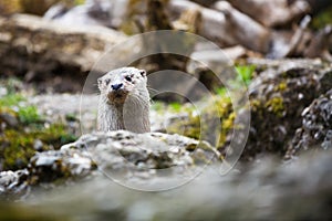 Eurasian otter (Lutra lutra)