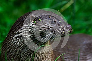 Eurasian otter, Lutra lutra, detail portrait water animal in the nature habitat, Germany