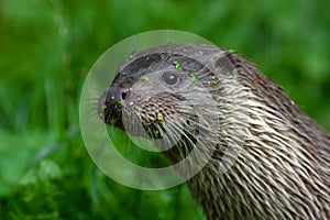 Eurasian otter, Lutra lutra, detail portrait water animal in the nature habitat, Germany. Detail portrait of water predator. Anima