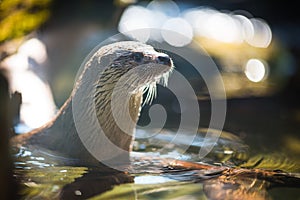 Eurasian otter (Lutra lutra) photo