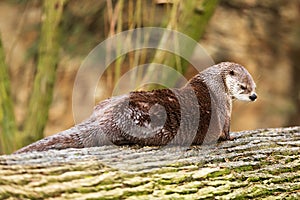 Eurasian otter Lutra lutra resting