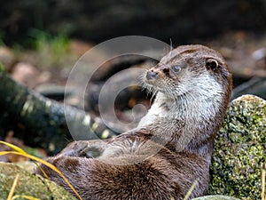 Eurasian otter, Lutra lutra, resting on a rock.