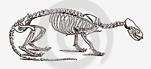 Eurasian otter lutra skeleton in profile view