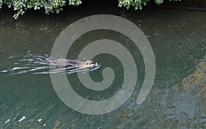 Eurasian Otter, River otter swimming in a river, a species of semiaquatic mammals.