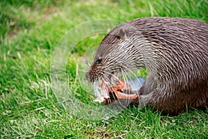 An Eurasian Otter up close eating a trout