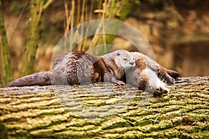 Eurasian otters Lutra lutra two animals are resting on a large tree trunk