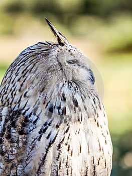 Eurasian owl watching for prey in the woods hunting