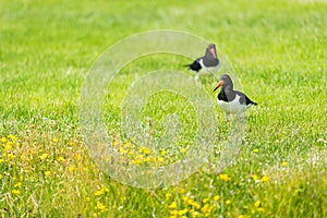 Eurasian Oyster catchers in nature