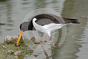 Eurasian Oystercatcher