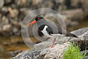 Eurasian oystercatcher