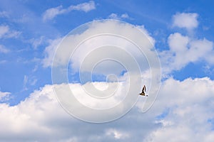 Eurasian oystercatcher in flight blue cloudy skies in the background