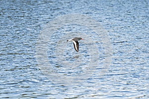 Eurasian oystercatcher flying above the sea