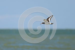 A Eurasian Oystercatcher flying over the beach