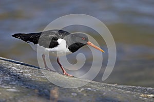 Eurasian Oystercatcher Haematopus ostralegus