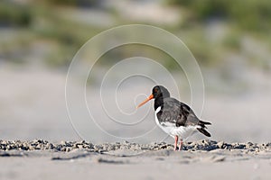 Eurasian oystercatcher (Haematopus ostralegus