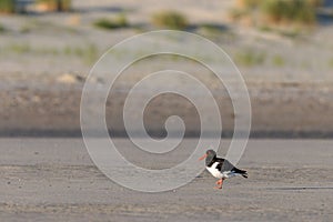 Eurasian oystercatcher (Haematopus ostralegus