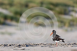 Eurasian oystercatcher (Haematopus ostralegus