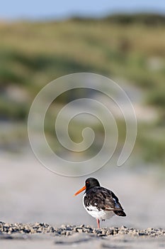 Eurasian oystercatcher (Haematopus ostralegus