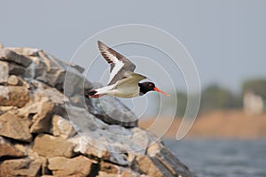 Eurasian Oystercatcher (Haematopus ostralegus).