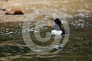 Eurasian oystercatcher Haematopus ostralegus also known as the common pied oystercatcher, or palaearctic oystercatcher,[2]