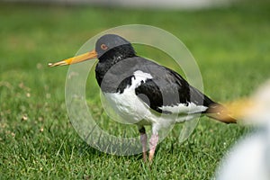 Eurasian oystercatcher Haematopus ostralegus or common pied oystercatcher, or palaearctic oystercatcher stands in grass close up
