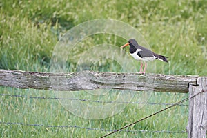 Eurasian oystercatcher Haematopus ostralegus common pied palaearctic at wadden sea noth Germany