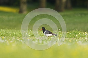 Eurasian oystercatcher (Haematopus ostralegus) feeding in the field