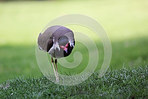 Eurasian Oystercatcher Haematopus ostralegus in the green field.