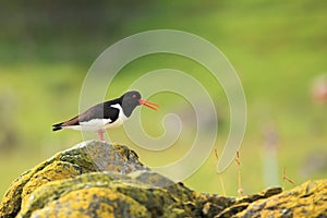 Eurasian Oystercatcher Haematopus ostralegus at Runde island Norway.