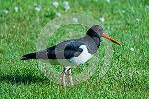 Eurasian oystercatcher, Haematopus ostralegus, at Valldal