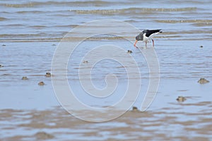 Eurasian Oystercatcher in Oman