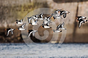 Eurasian Oystercatcher, Oystercatcher, Haematopus ostralegus