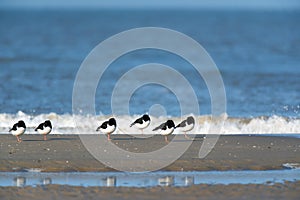 Eurasian Oystercatcher in the sea