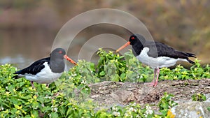 Eurasian Oystercatchers - Haematopus ostralegus, on a Gloucestershire wetland.