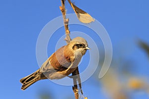 Eurasian penduline tit on a branch against the sky