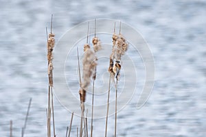 The Eurasian penduline tit eding on the old cattails on lake shore