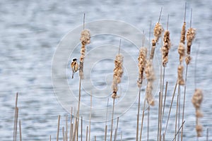 The Eurasian penduline tit eding on the old cattails on lake shore