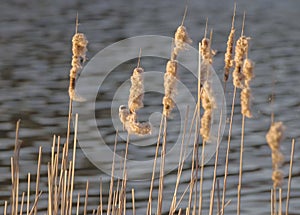 The Eurasian penduline tit eding on the old cattails on lake shore