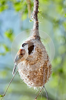 The Eurasian penduline tit or European penduline tit Remiz pendulinus builds a nest on a tree. Spring in the bird kingdom. Bird