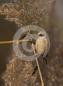 Eurasian Penduline Tit on reed