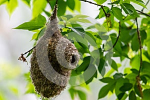 Eurasian penduline tit or Remiz pendulinus