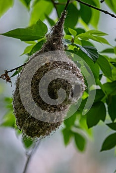 Eurasian penduline tit or Remiz pendulinus