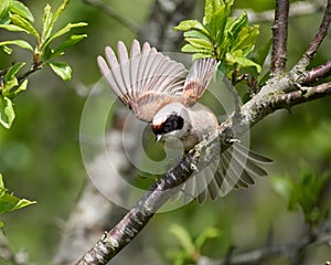 Eurasian penduline tit (Remiz pendulinus