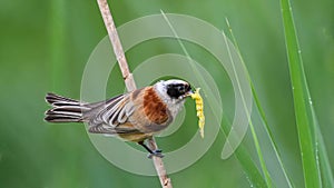 Eurasian Penduline Tit sitting on a sedge.