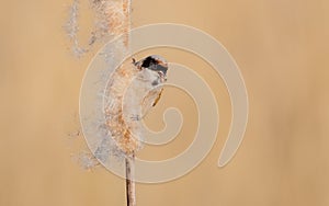 Eurasian Penduline Tit - Remiz pendulinus photo