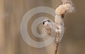 Eurasian Penduline Tit - Remiz pendulinus photo