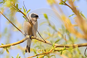 Eurasian penduline tit sitting on a thin branch among spring greens